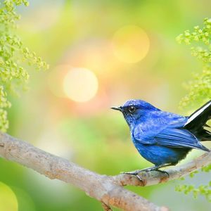 Meet your Posher, Ray